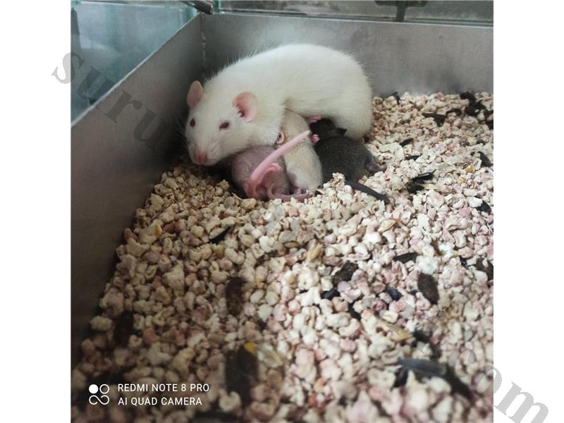 Evcil Dumbo Rat / Naked Tüysüz evcil Fareler